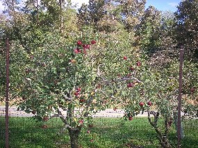Jubileers Apple Orchard Trip 2009